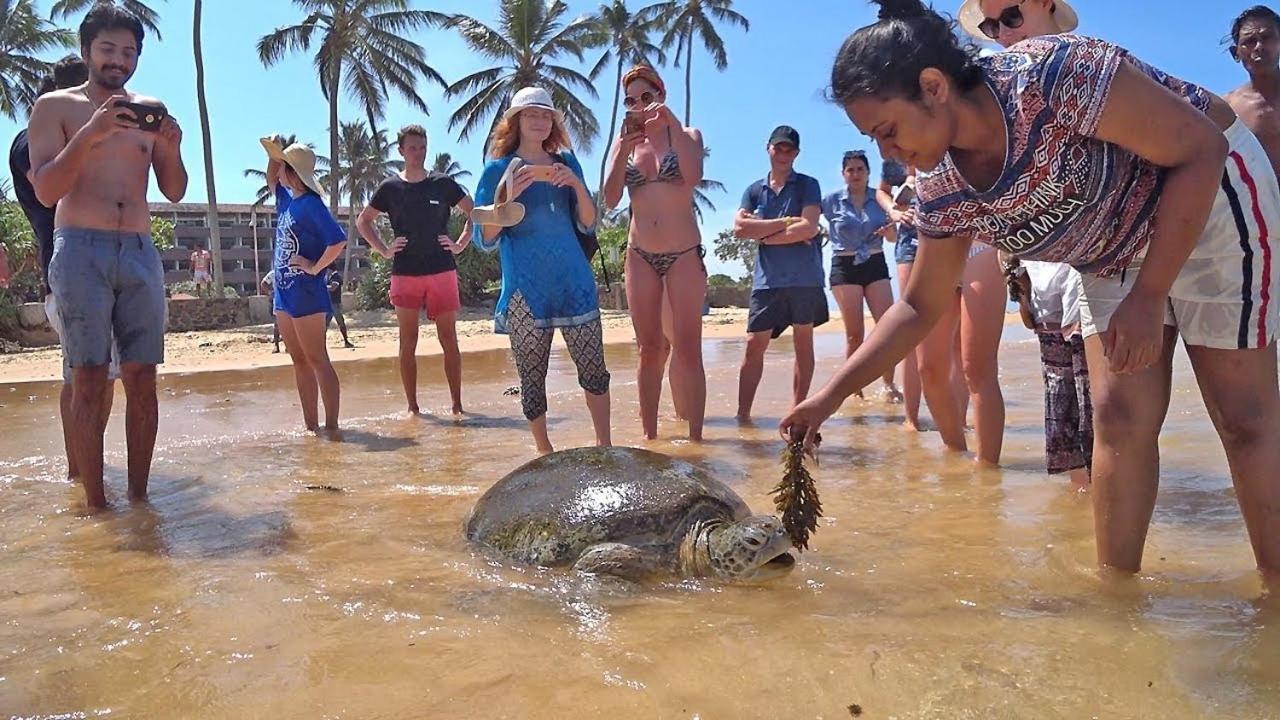 希克杜沃 Turtle Bay酒店 外观 照片